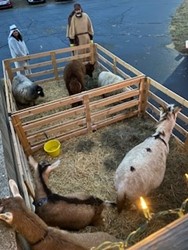 animals in pens for live nativity